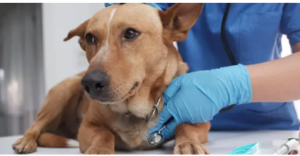 therapy for dogs with hip dysplasia