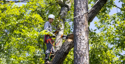 tree arborist Adelaide Hills